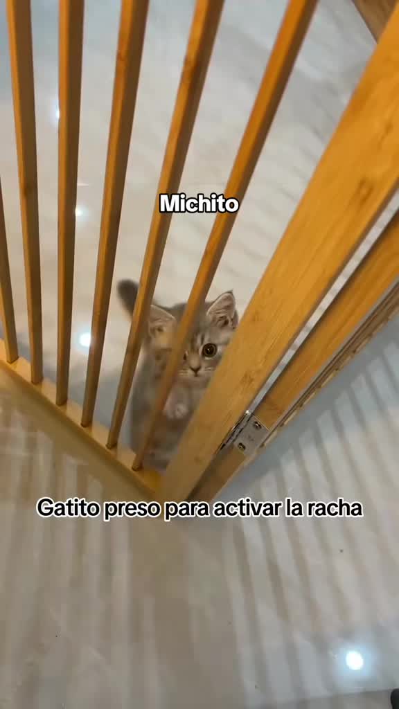 @Ing.Michito😸🇲🇽🇨🇴🌠🦁🐾