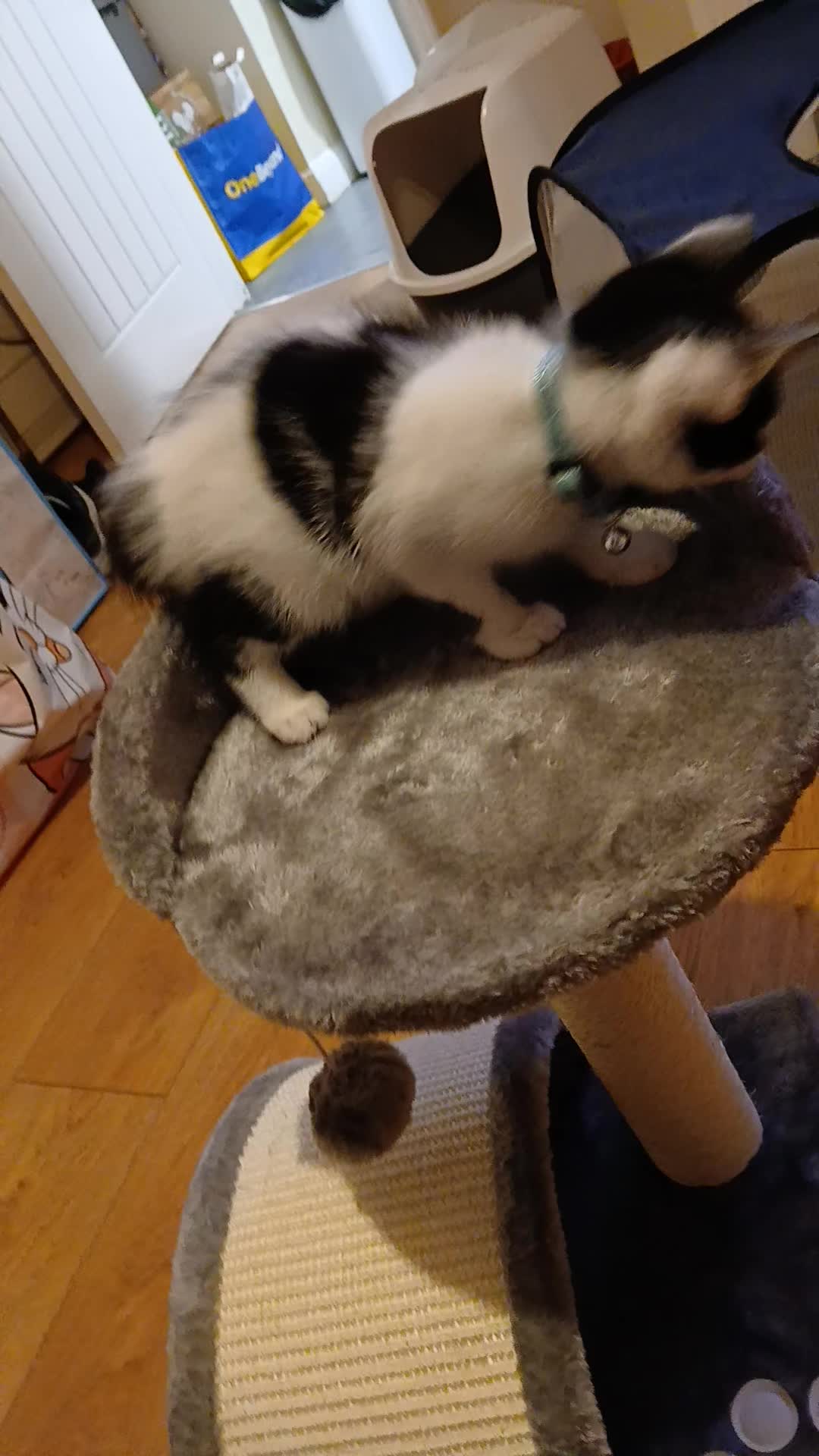 @Lyla,Loki,Misty&Luna💖