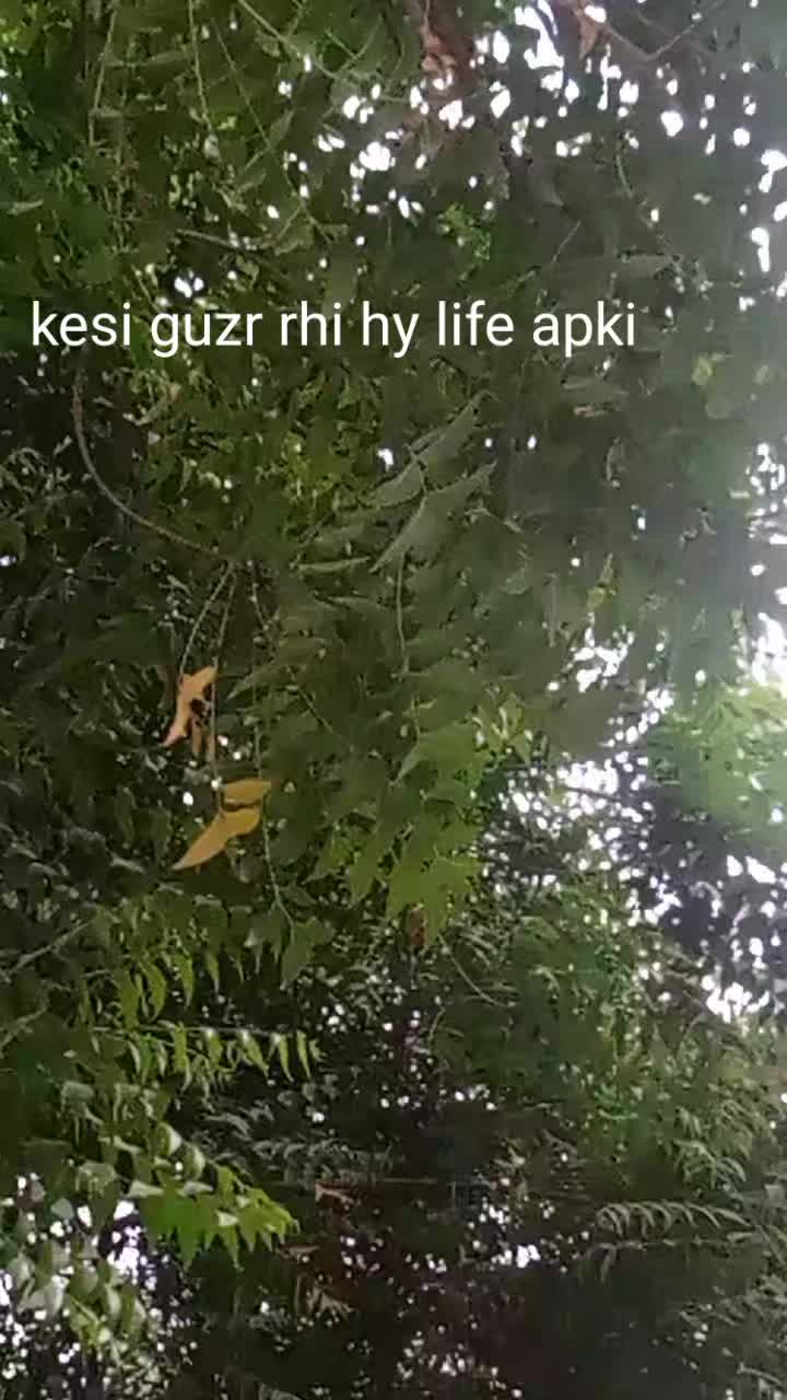 @Ayesha teacher