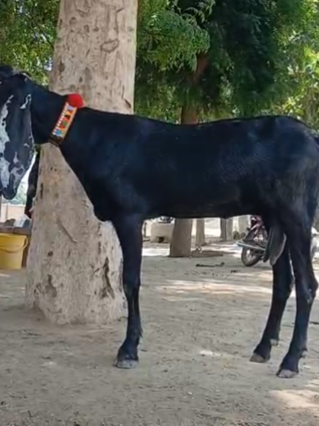 @Babu Pathan Goat Farm