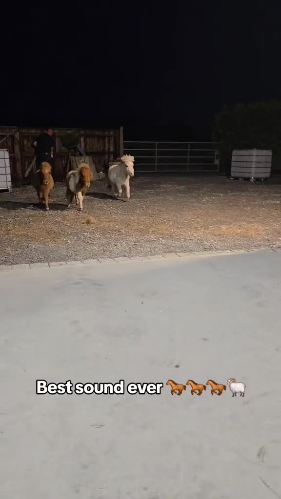 @BOB, TOFFY AND BAMBI