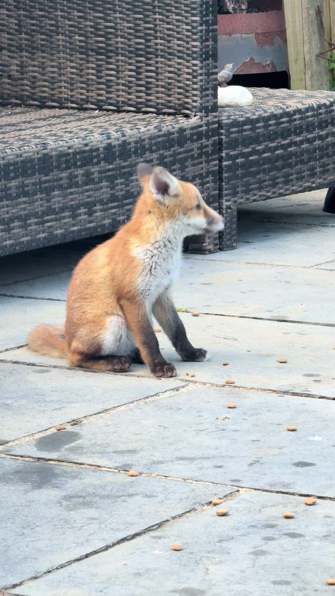 @gp_wildlife