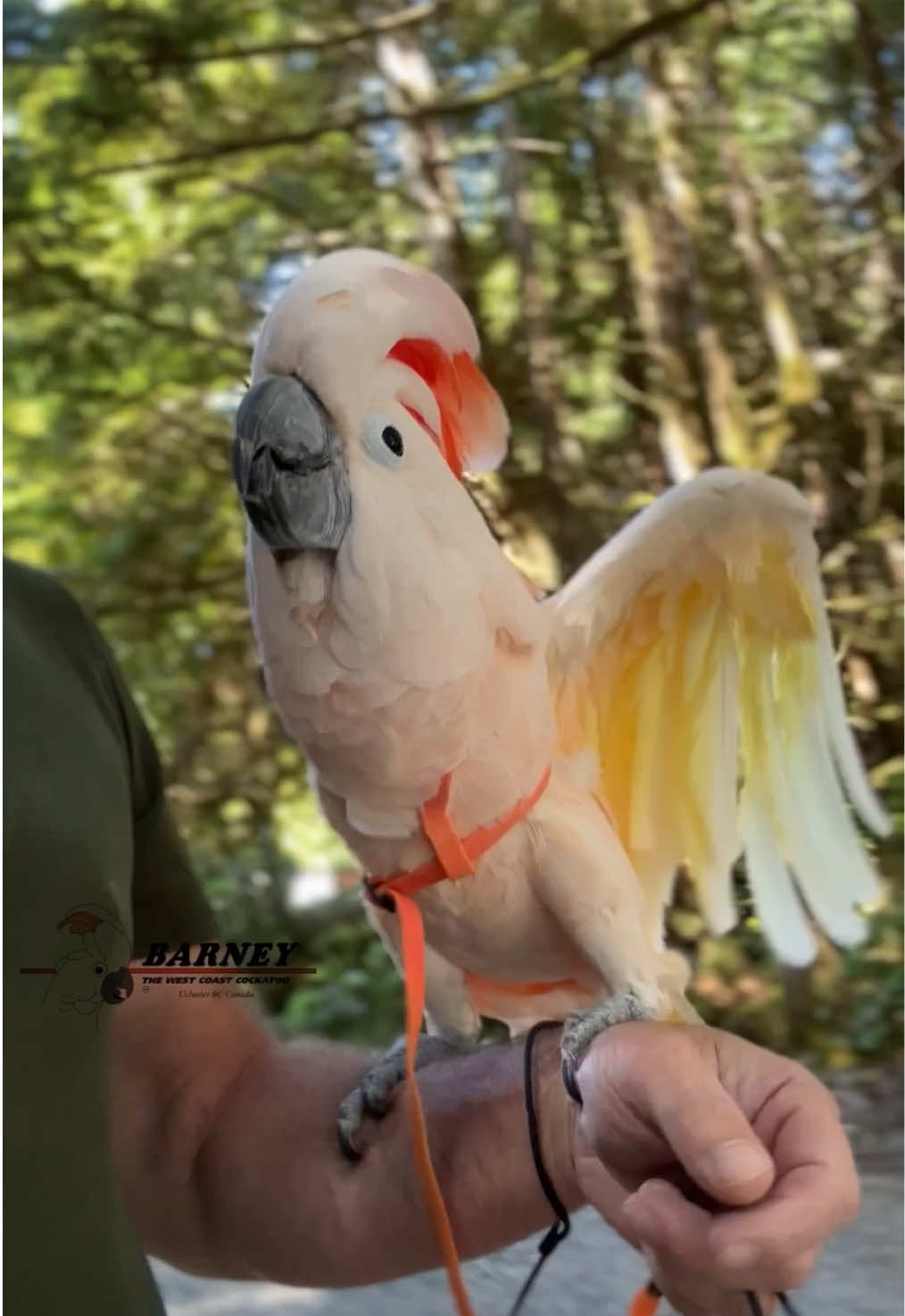 @Barney the West Coast Cockatoo