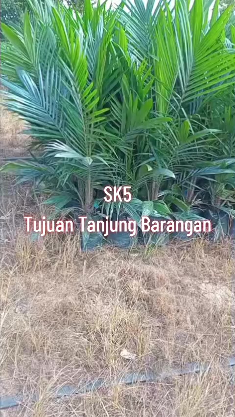@BOS SAWIT