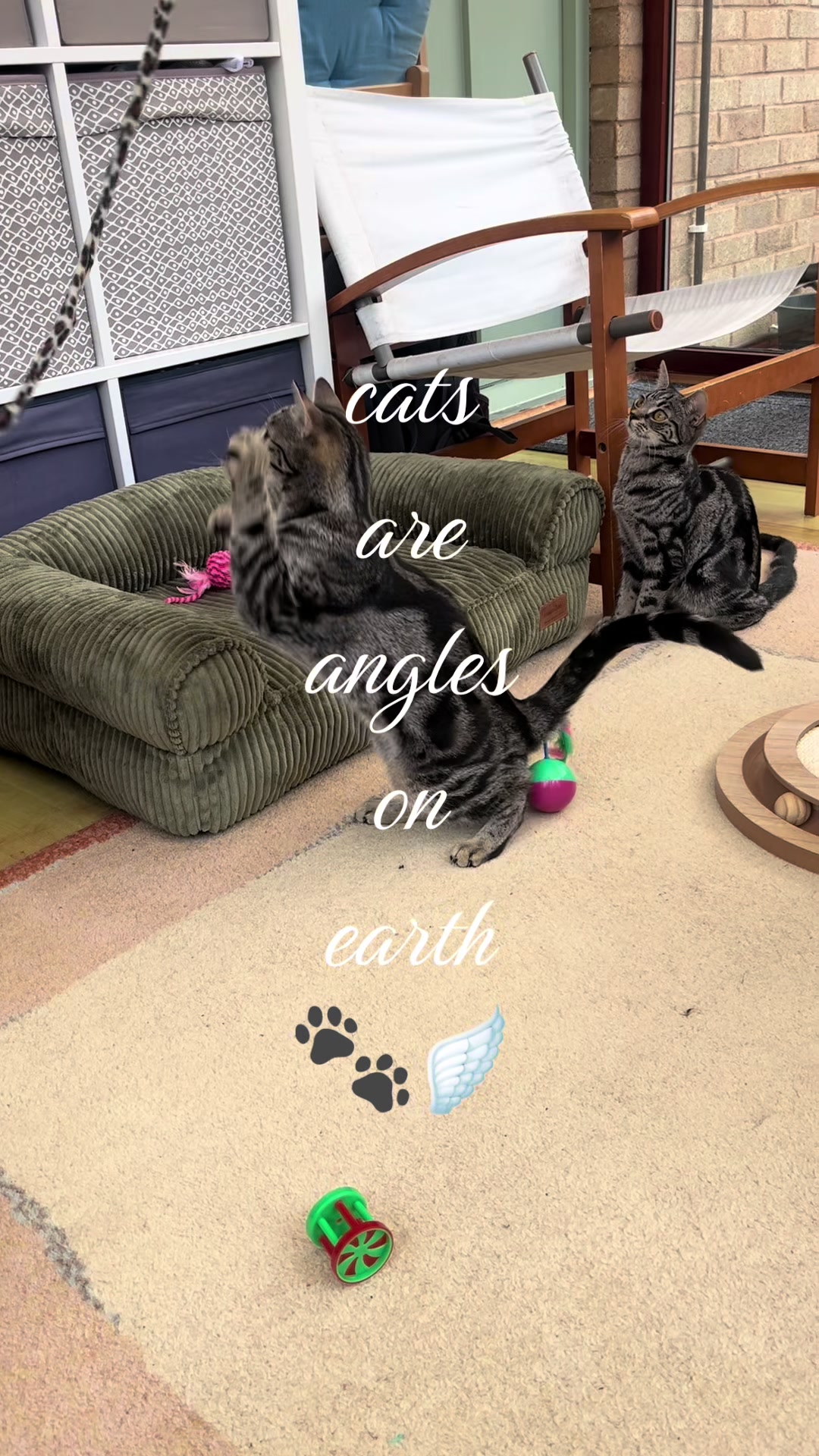 @millie mary-kate 🐈&zwj;⬛