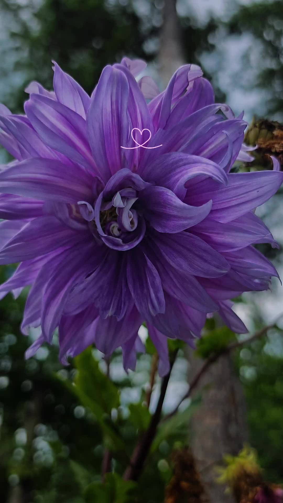 @doly.dfn