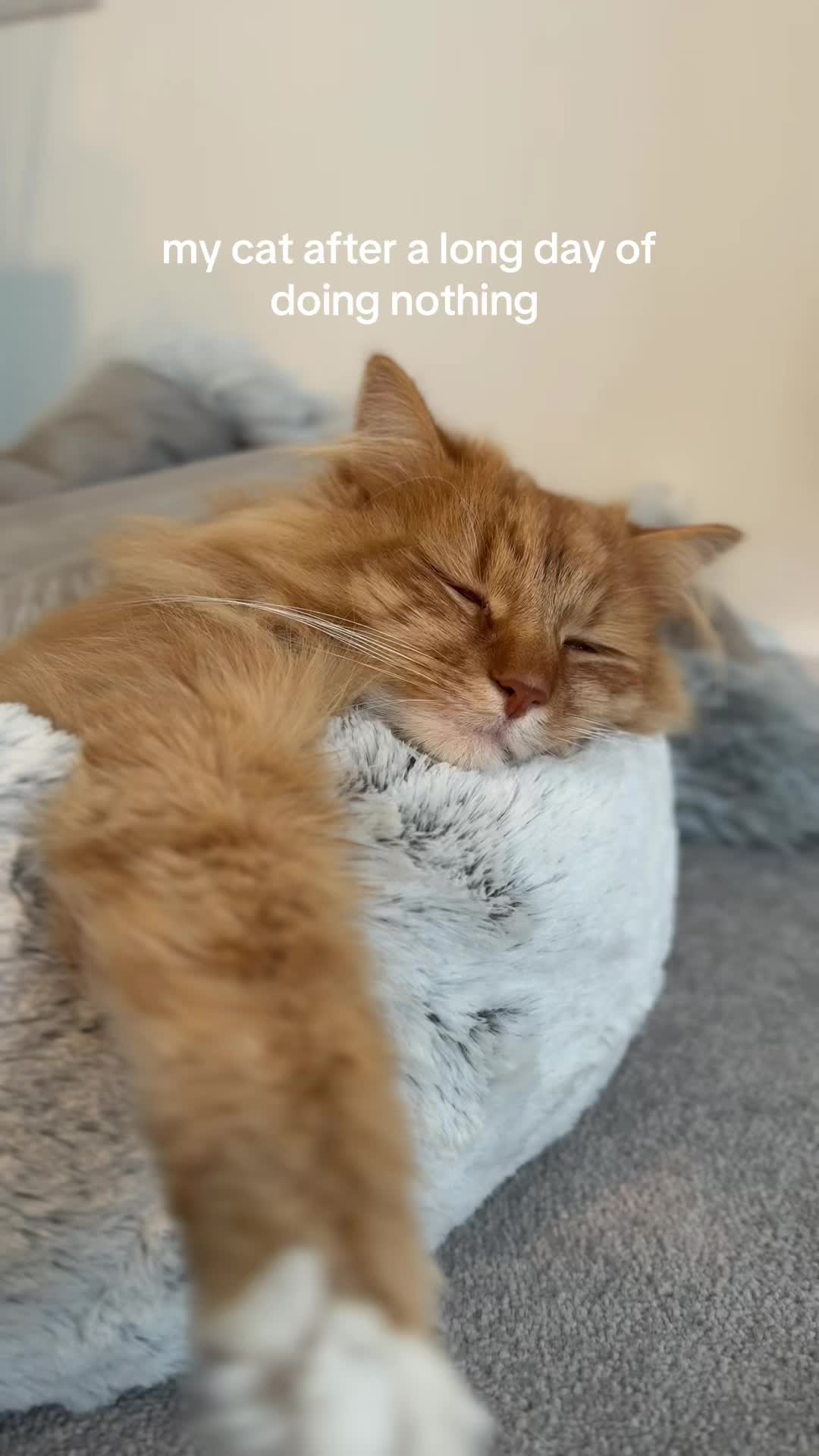 @Simba & Max 🐾