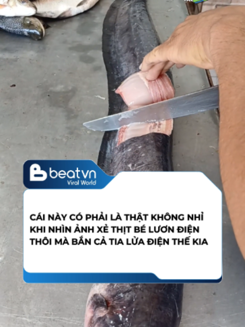 @Beatvn Viral World