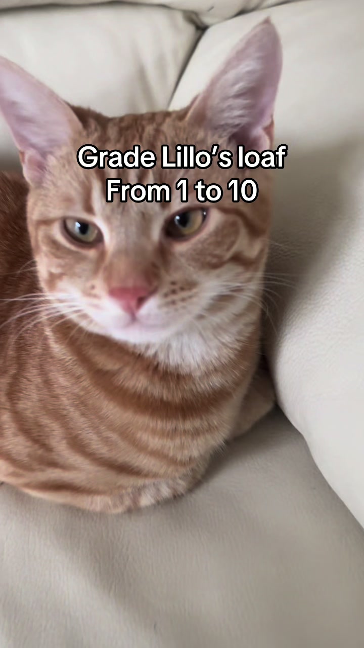 @lillo🐱🐈🐾