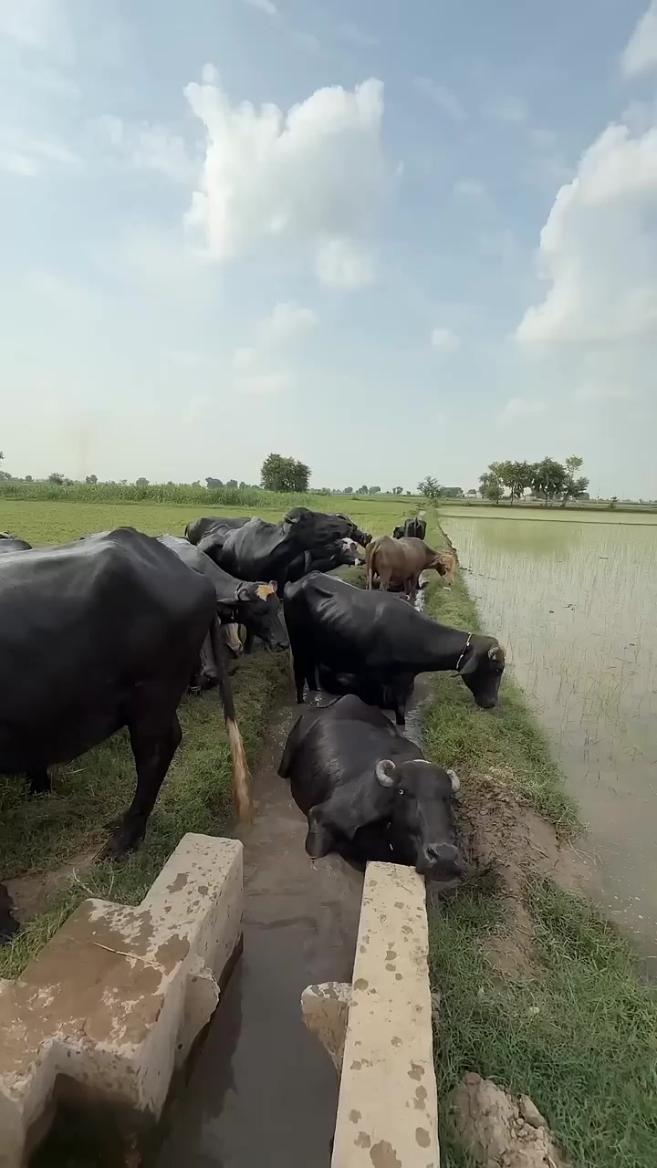 @GUJJAR DAIRY FARM