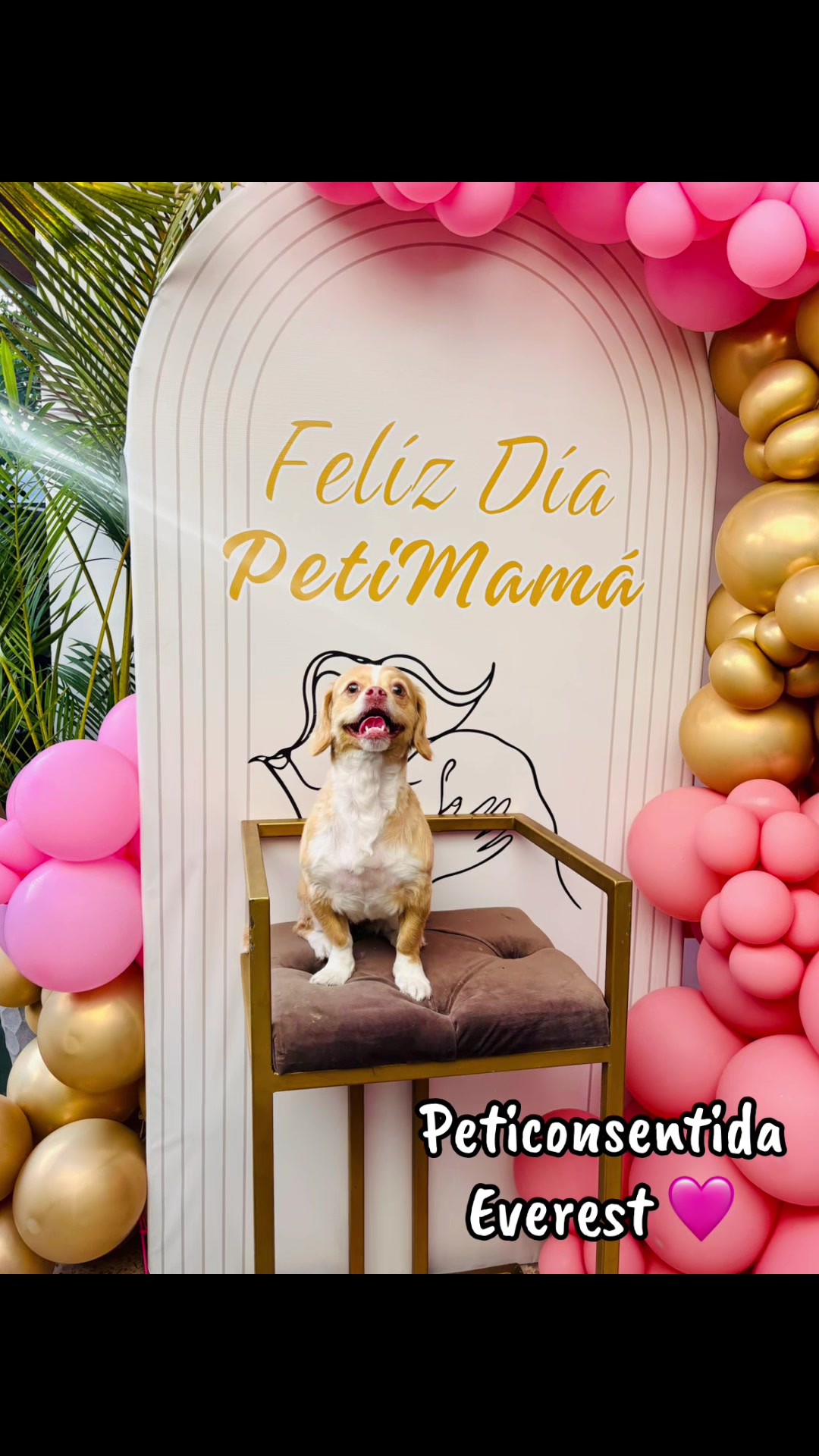 @🐾 Petisos 🐾
