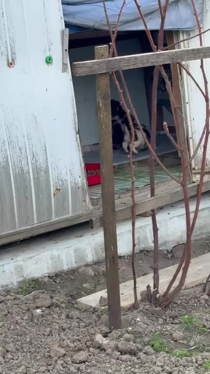 @Blanosii nordului
