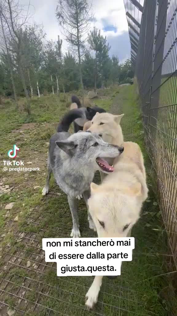 @ciropugliese379