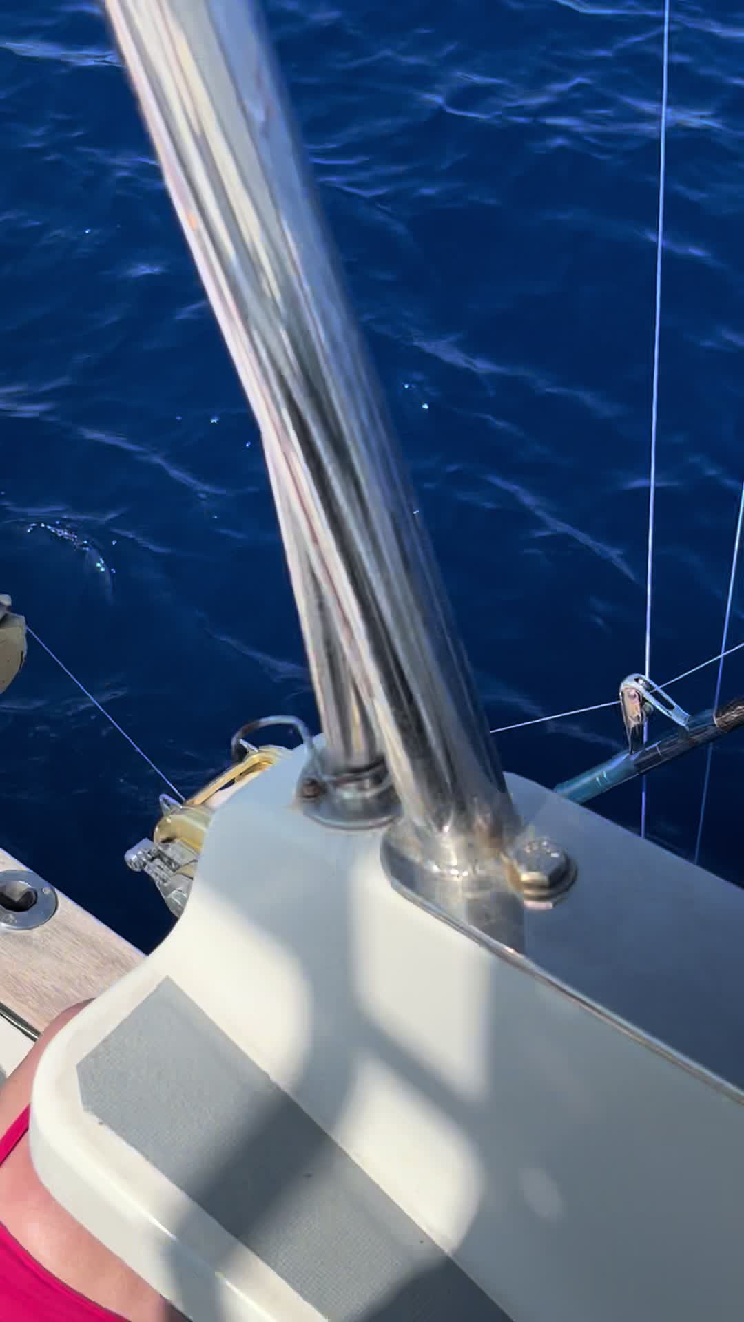 @Flipper II Madeira Fishing