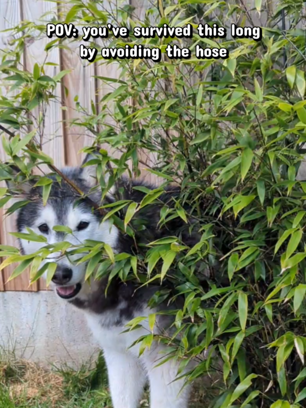 @Freya & Kuma