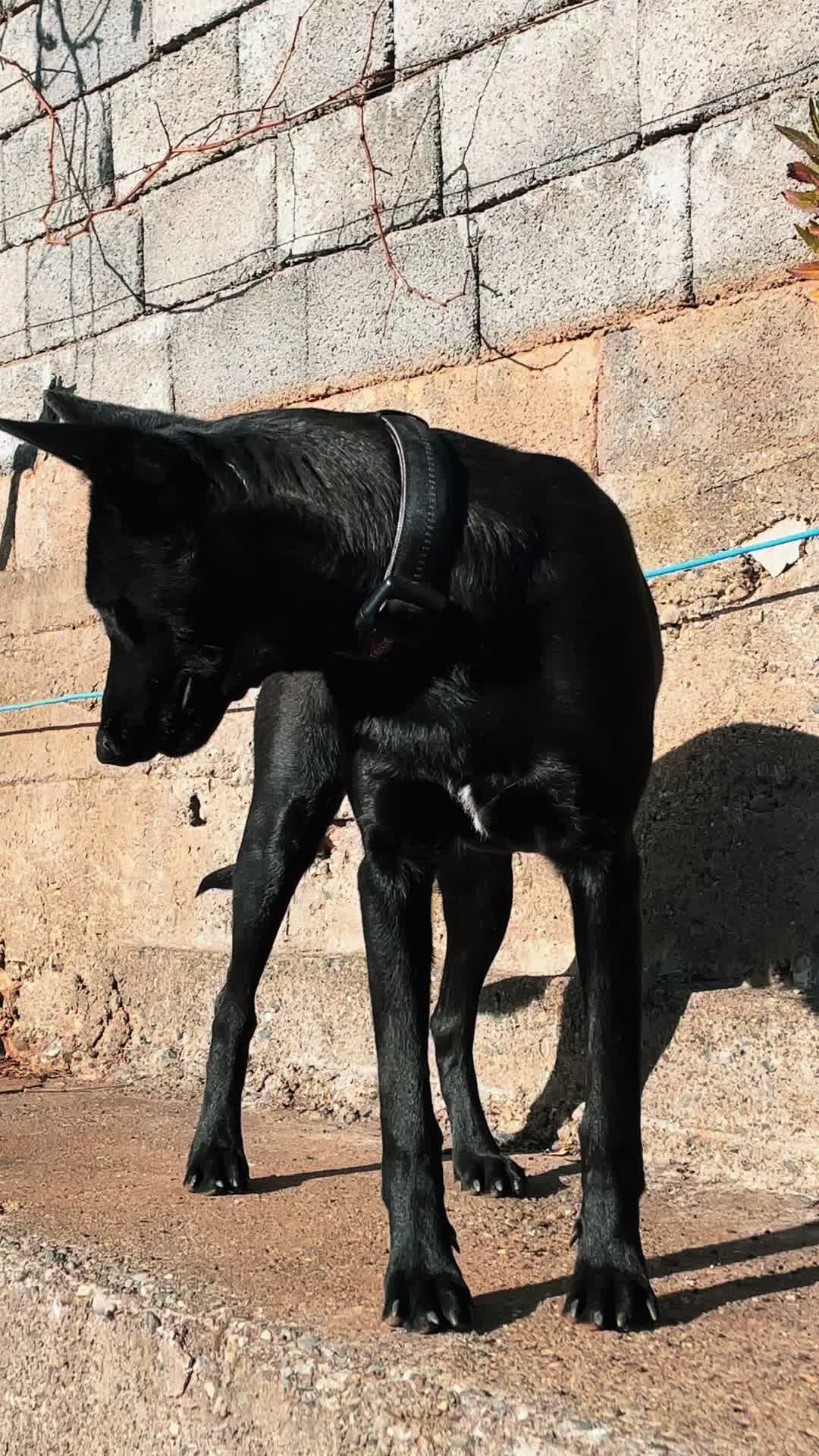 @The_belgian_malinois