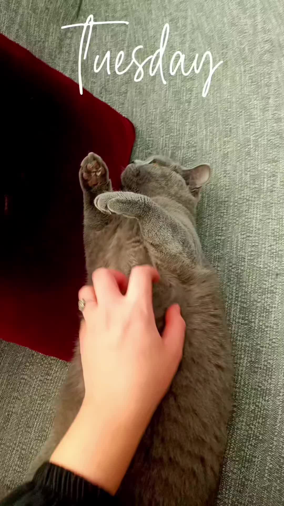 @MiyaAa 🐾