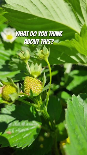 @GreenthumbHeaven1100