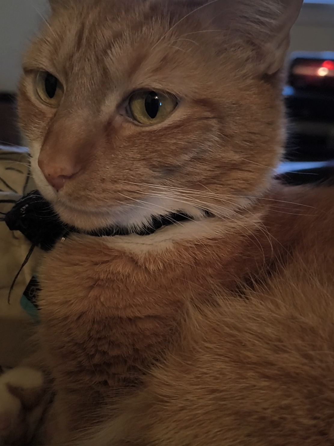 @Oskarcats