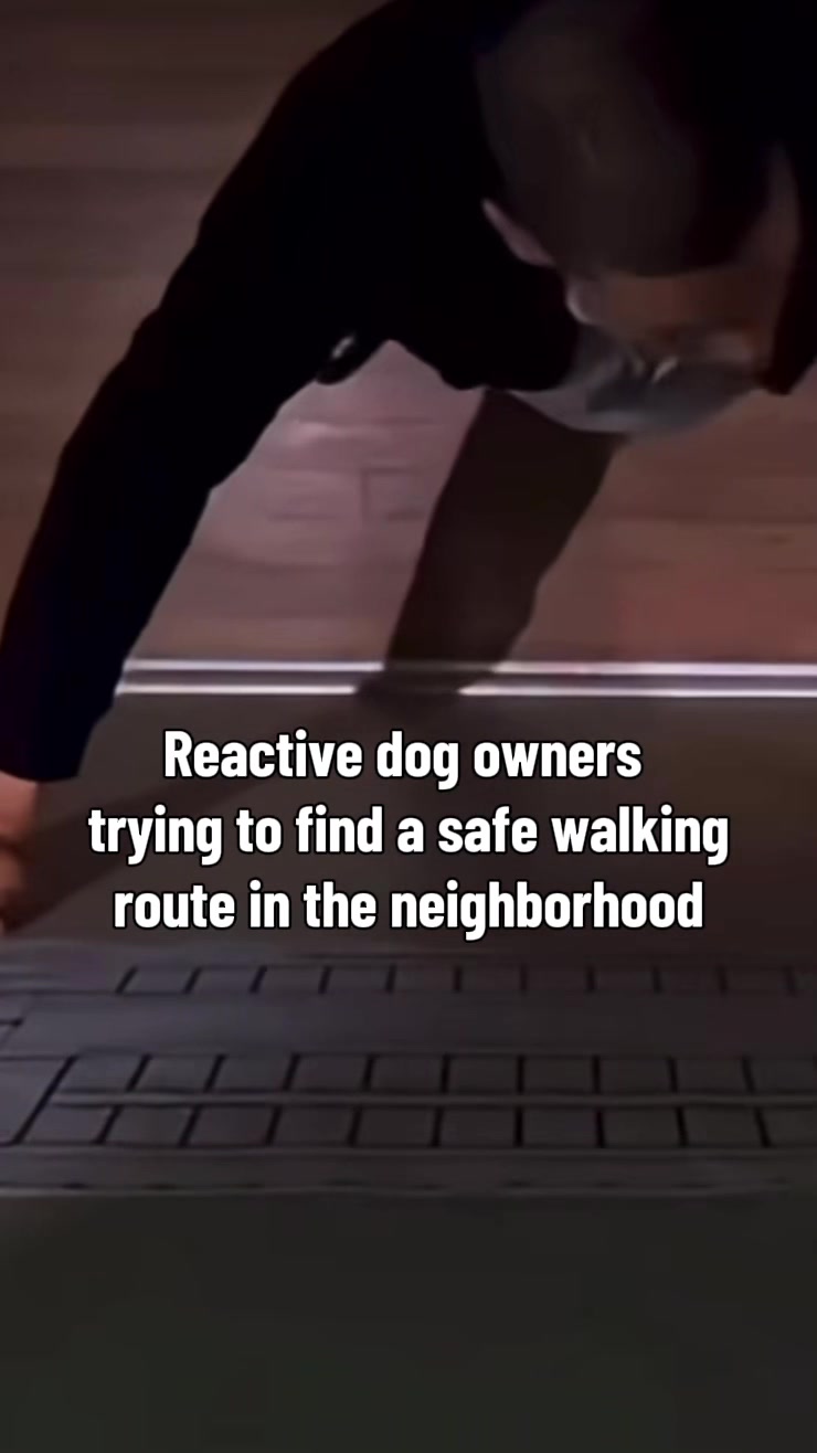 @Lobato Dog Training