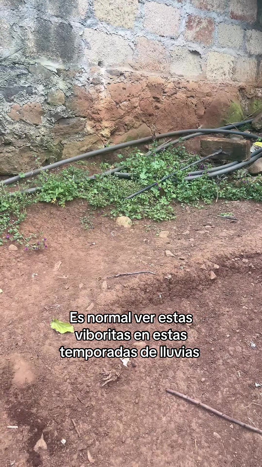 @🇲🇽 ᙖ&epsilon;тყᴿᥫ᭡