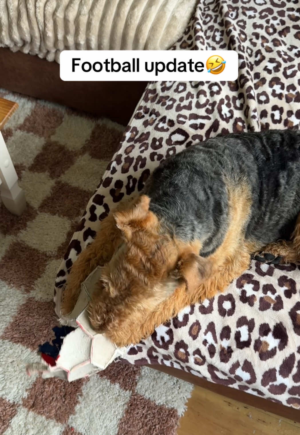 @Thefoxandtheairedale