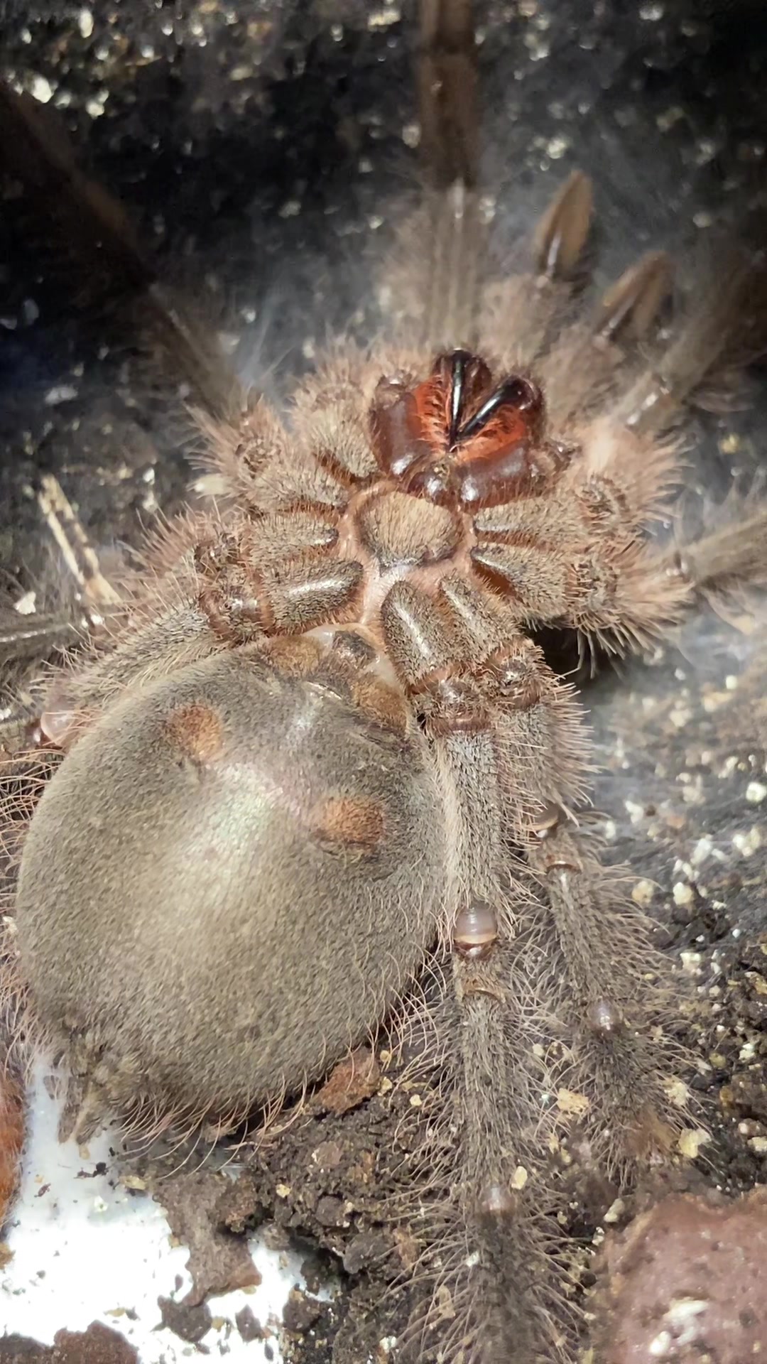 @🕷️𝓛𝓪𝓭𝔂𝓢𝓬𝓪𝓻𝓮🕷️