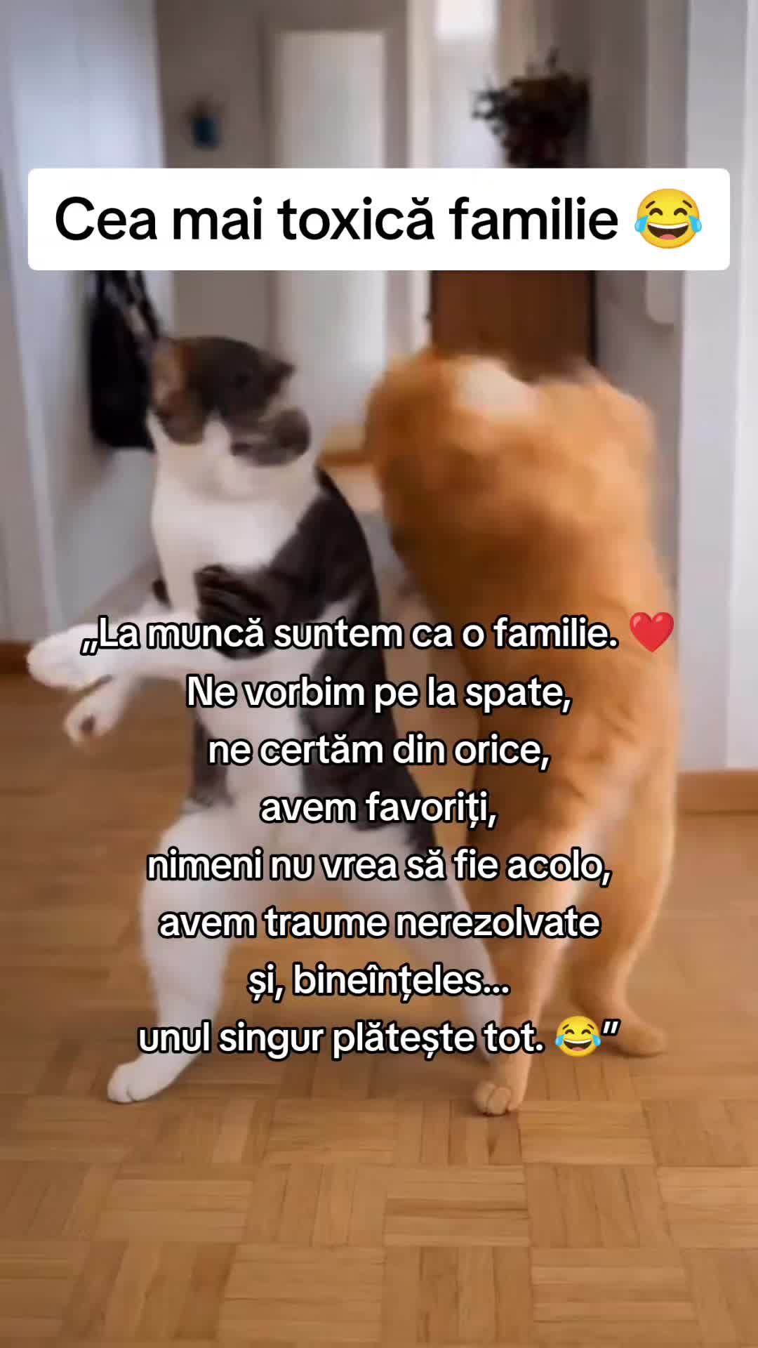 @iulia