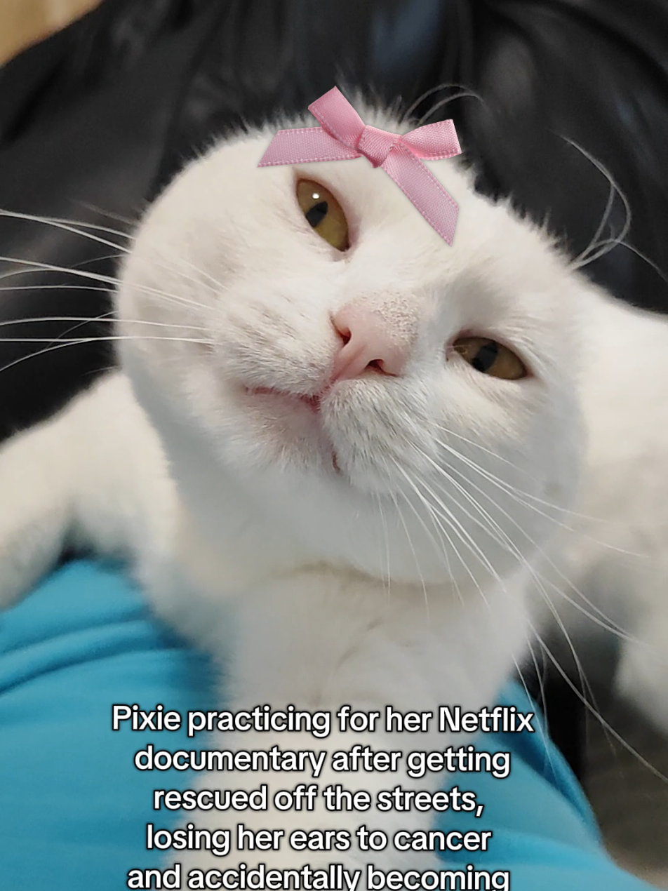 @Fluffy and Pixie