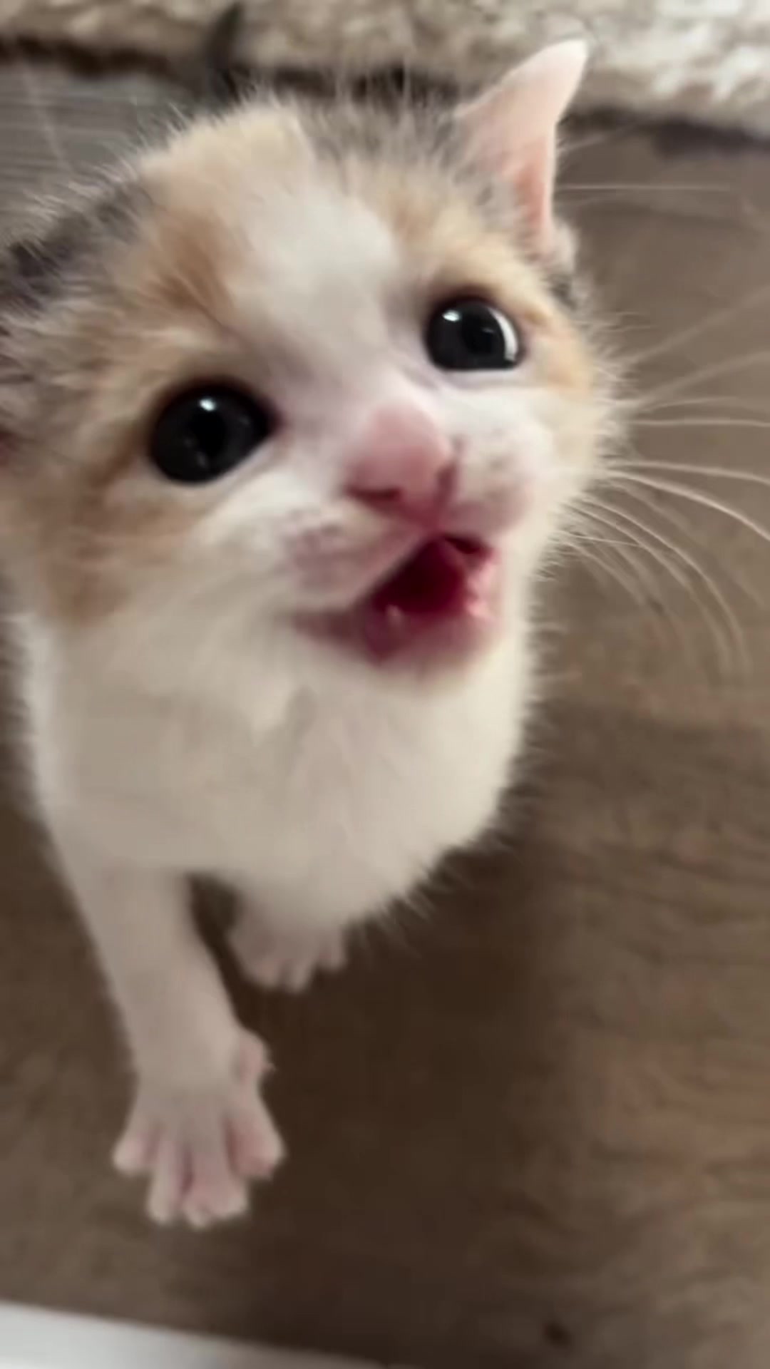 @kloutkittens