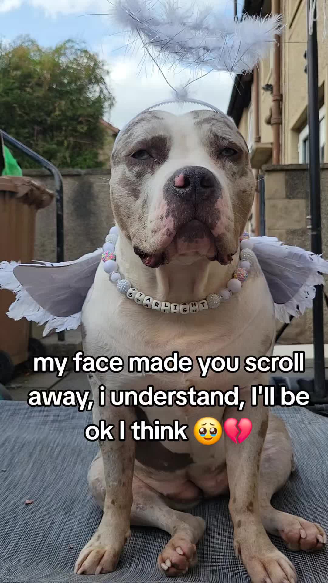 @kirsty+starlight the xl bully