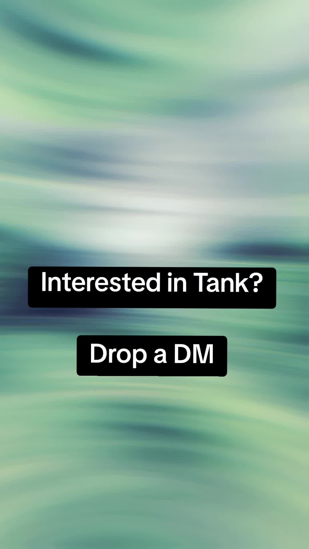 @Tank The Chow Chow
