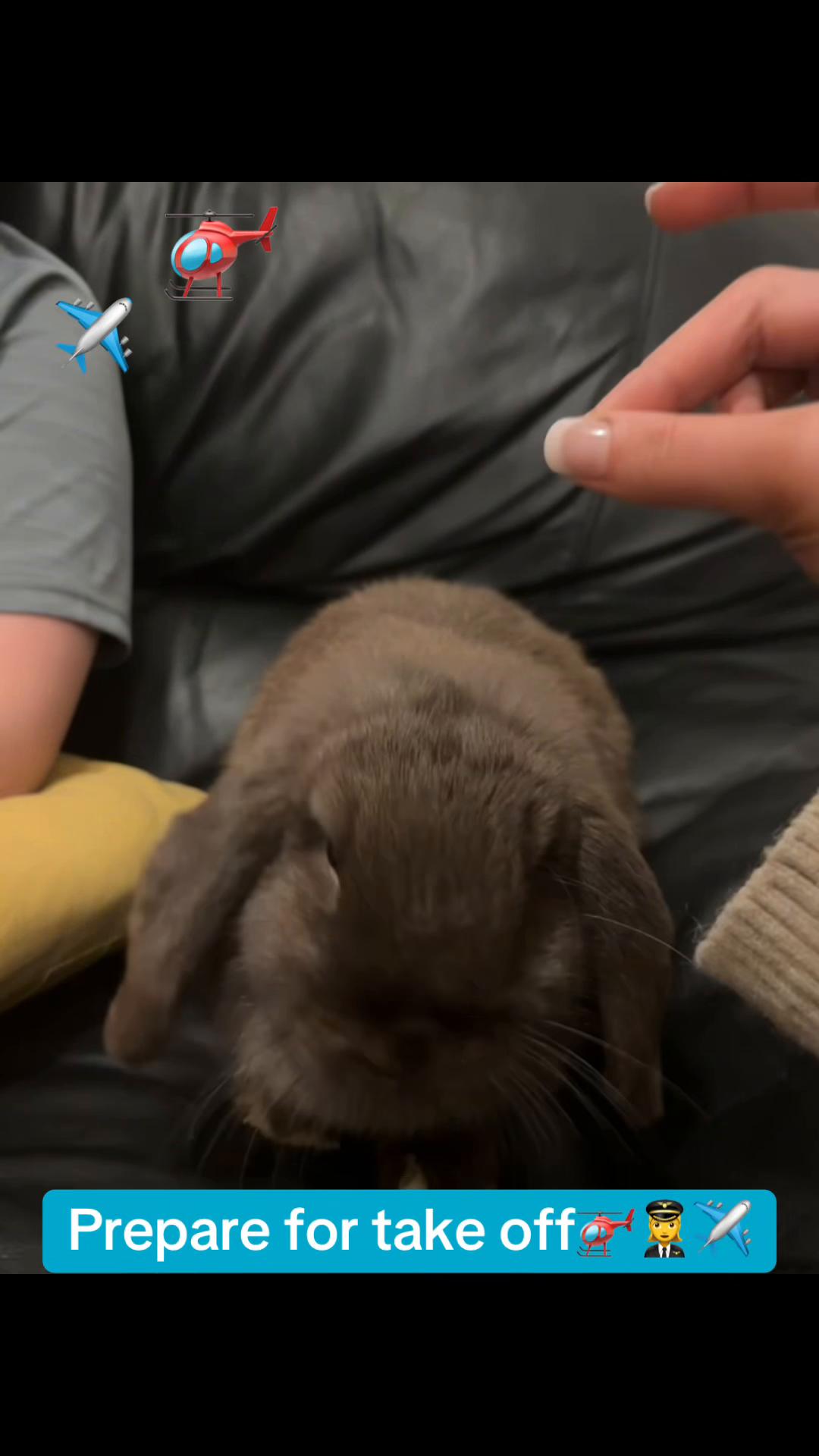 @Olive and Clem 🐰🐰