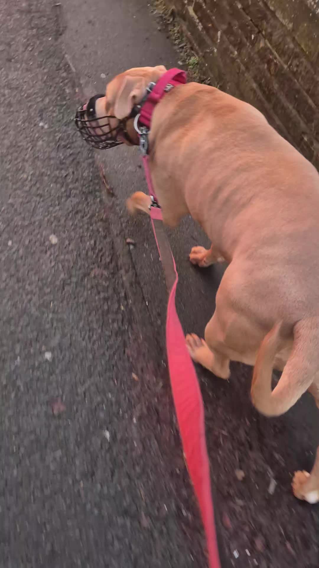 @Zeus.Bella1