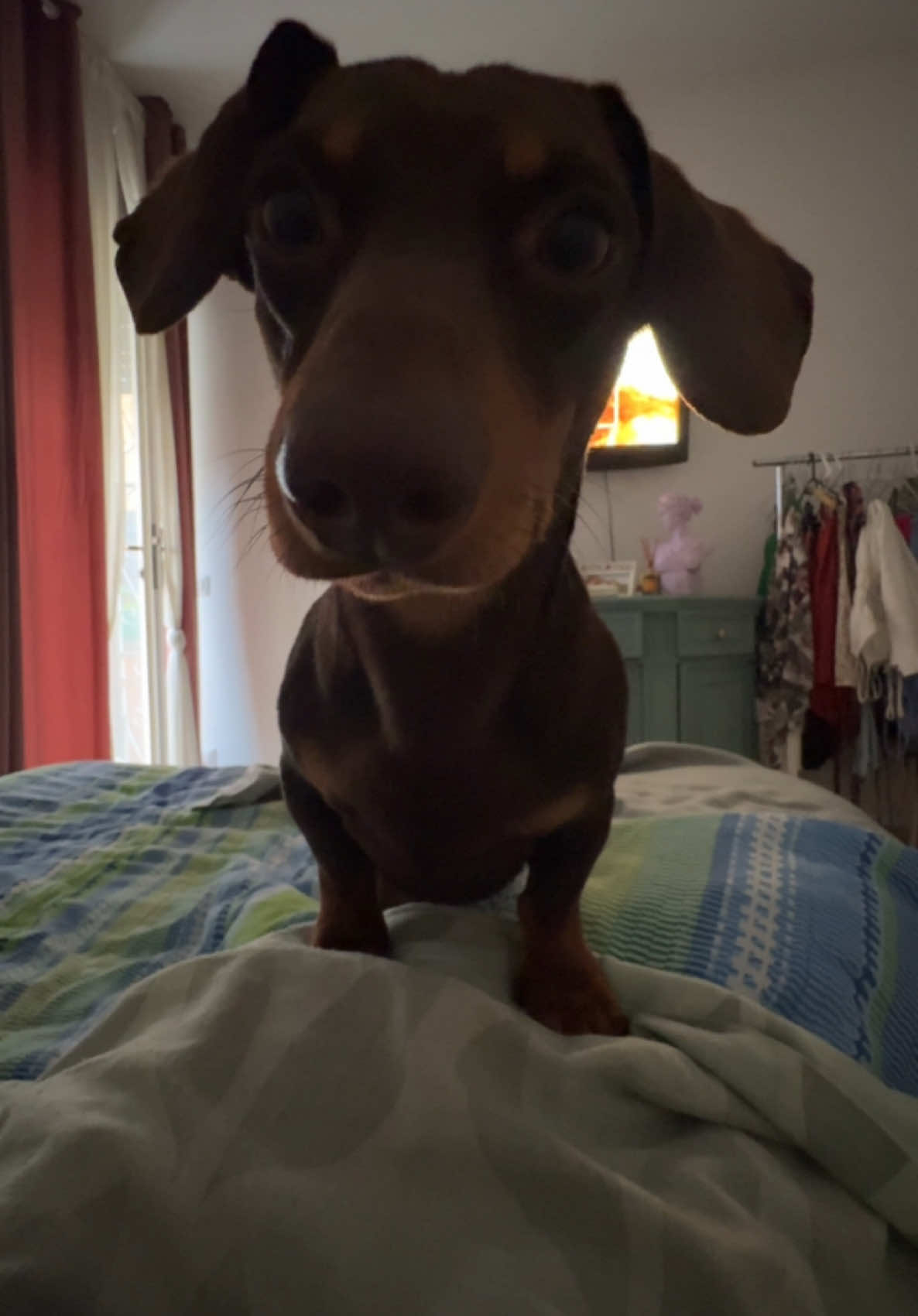 @🐾Mirtillo il bassotto🐾