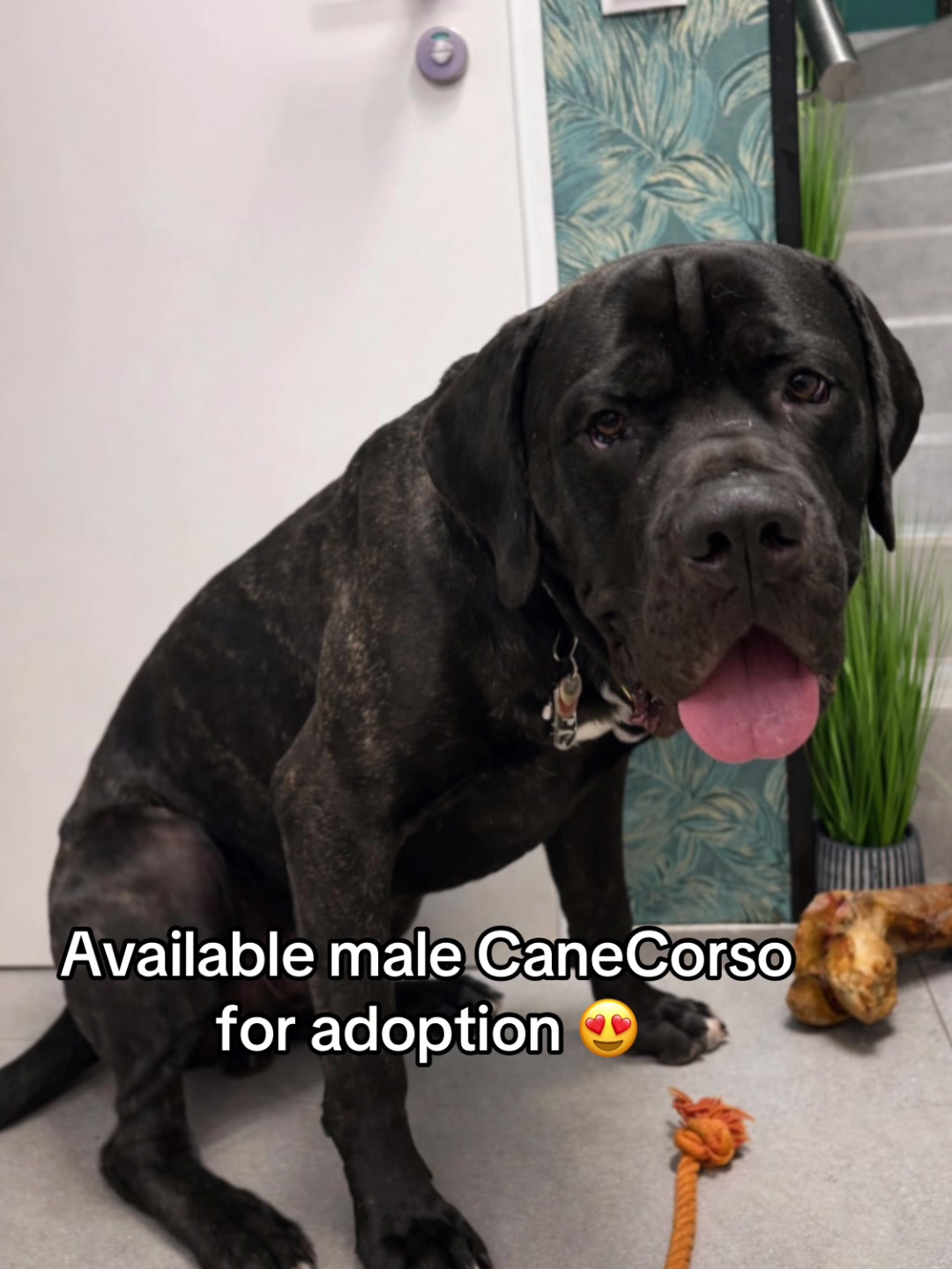 @CaneCorso