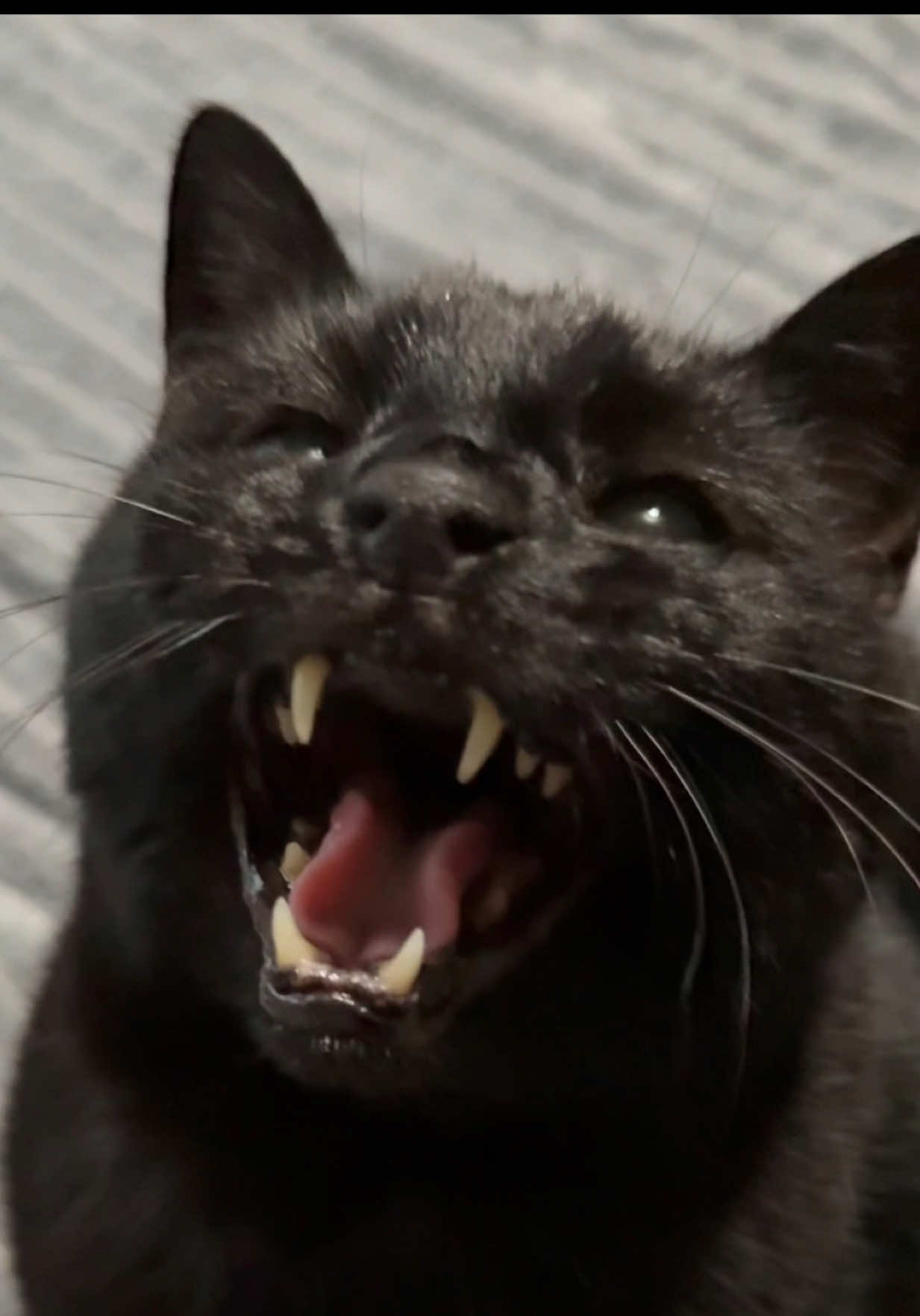 @Teefie_tribe 🐈⬛🐈⬛🐈🦷🦷