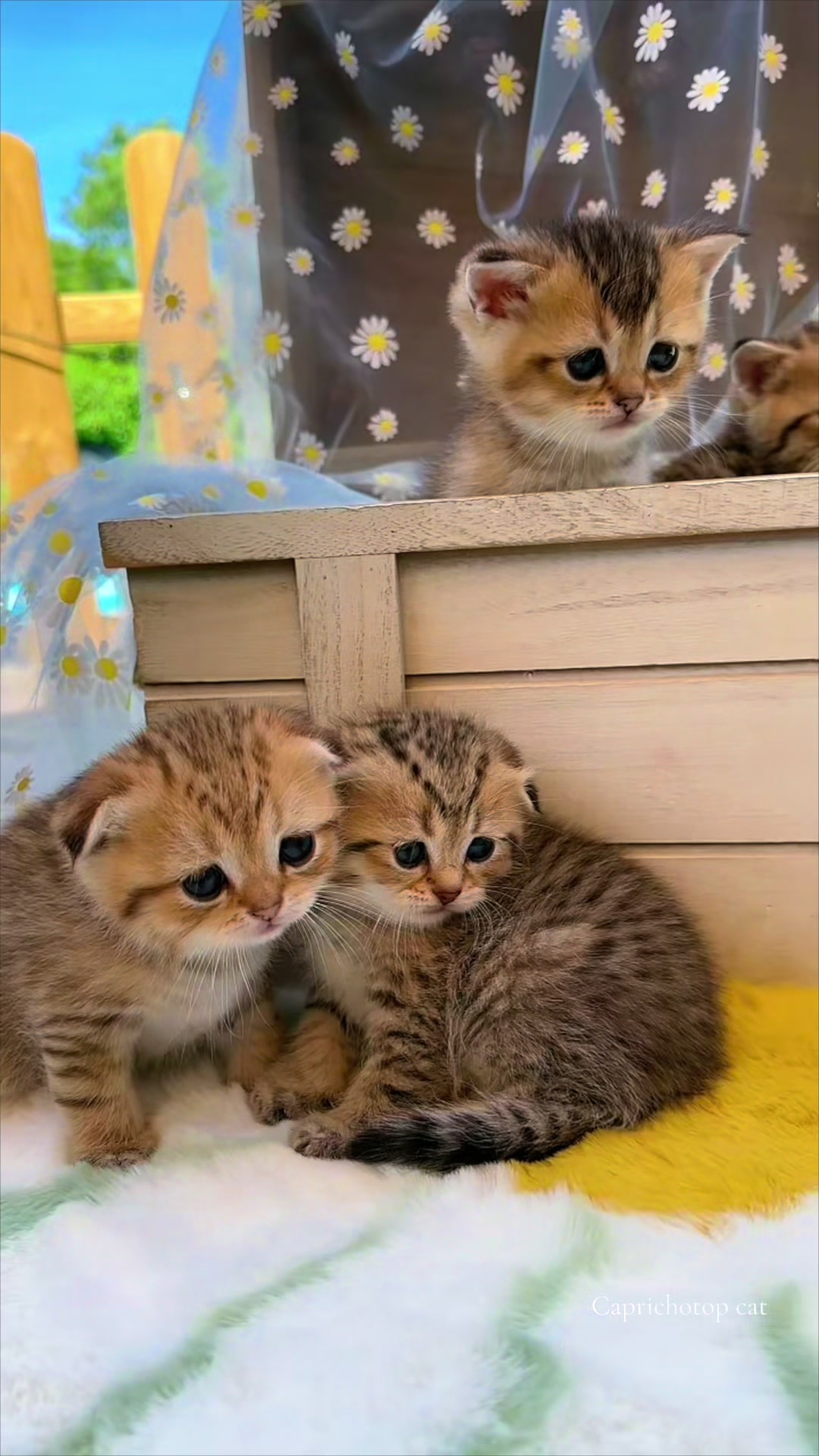@Gatos de Lucia