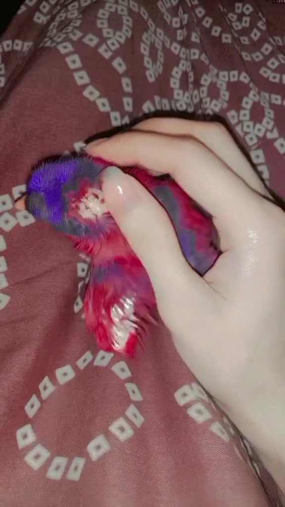 @𝓑𝓸𝓶𝓫𝓪𝔁𝓽𝓲𝓬 𝓱𝓲𝓫𝓾