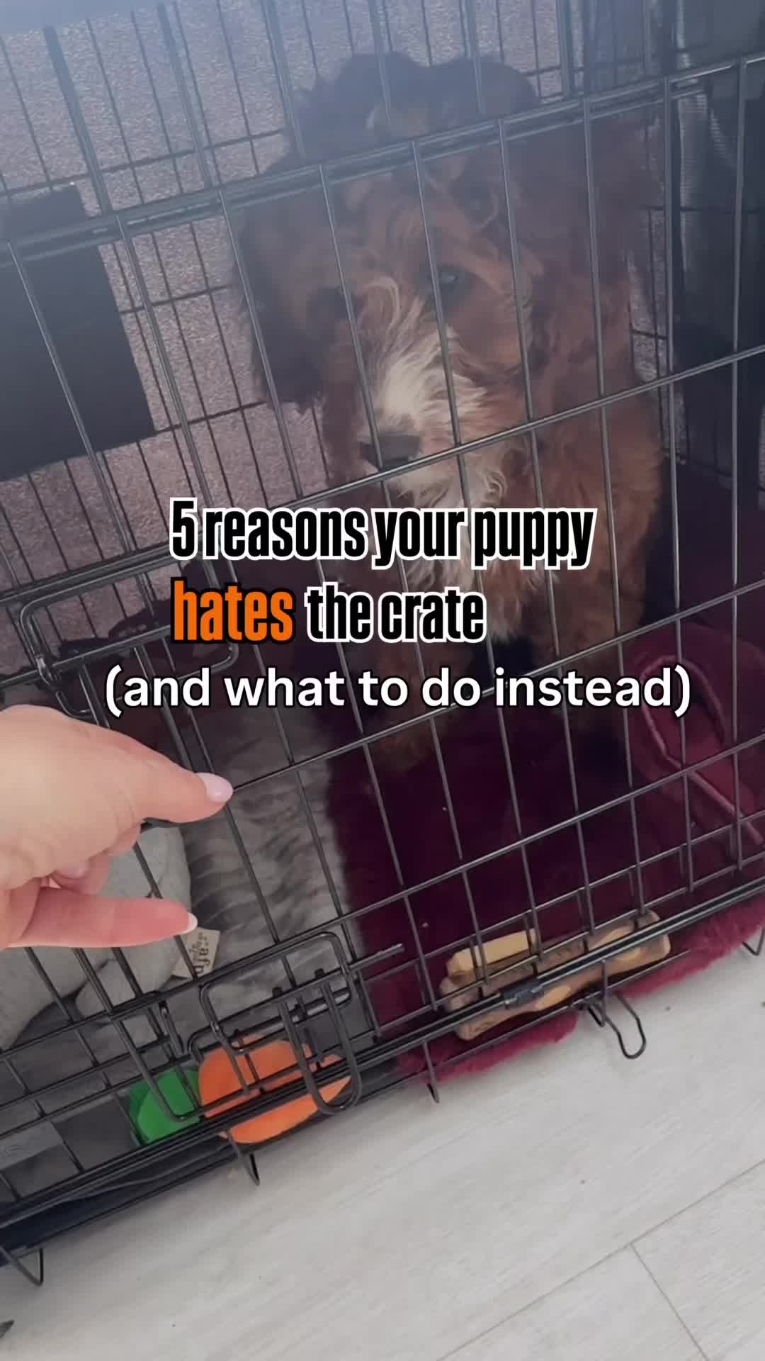 @Sara Professional Dog Trainer