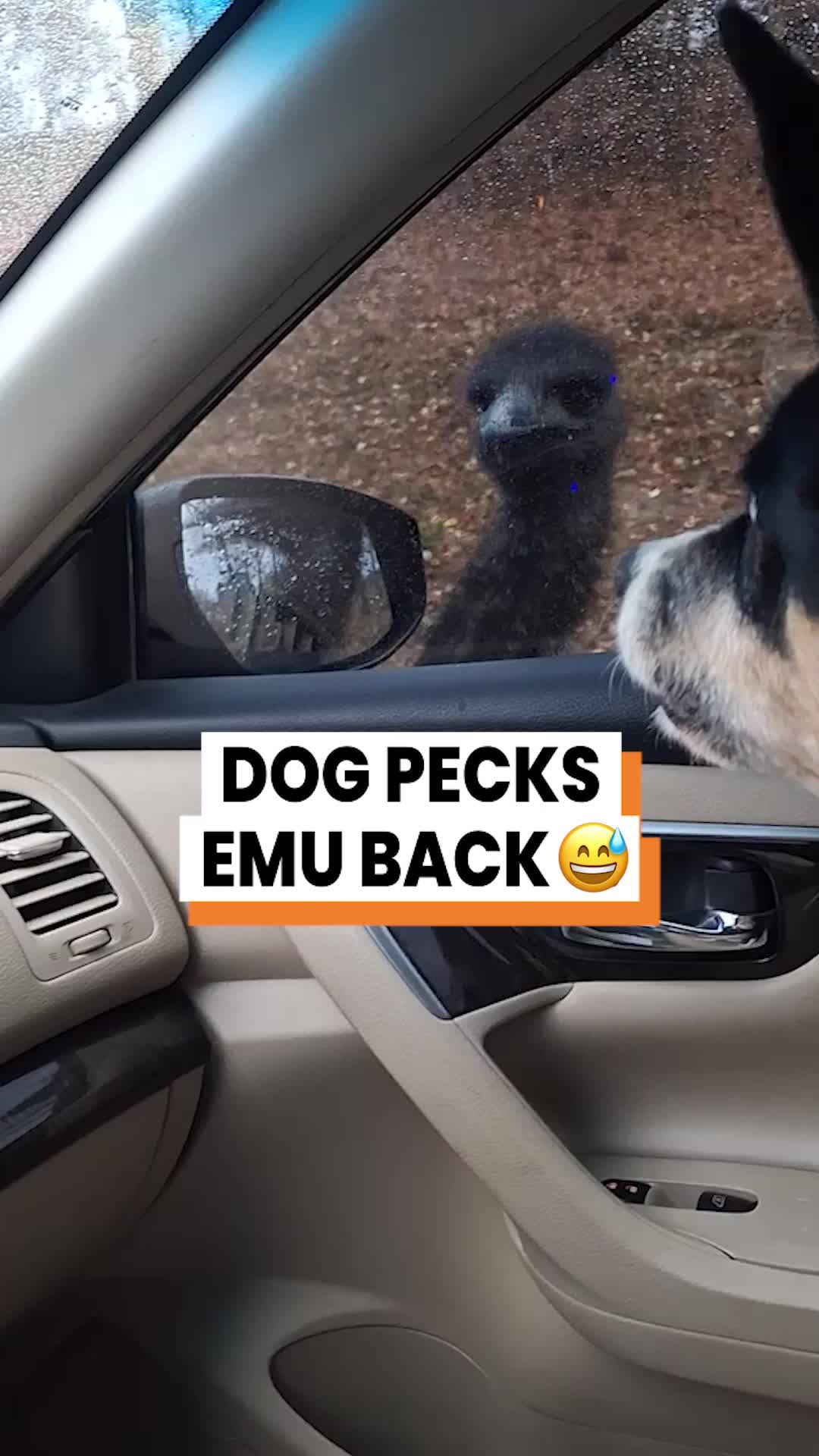 @Go Fetch