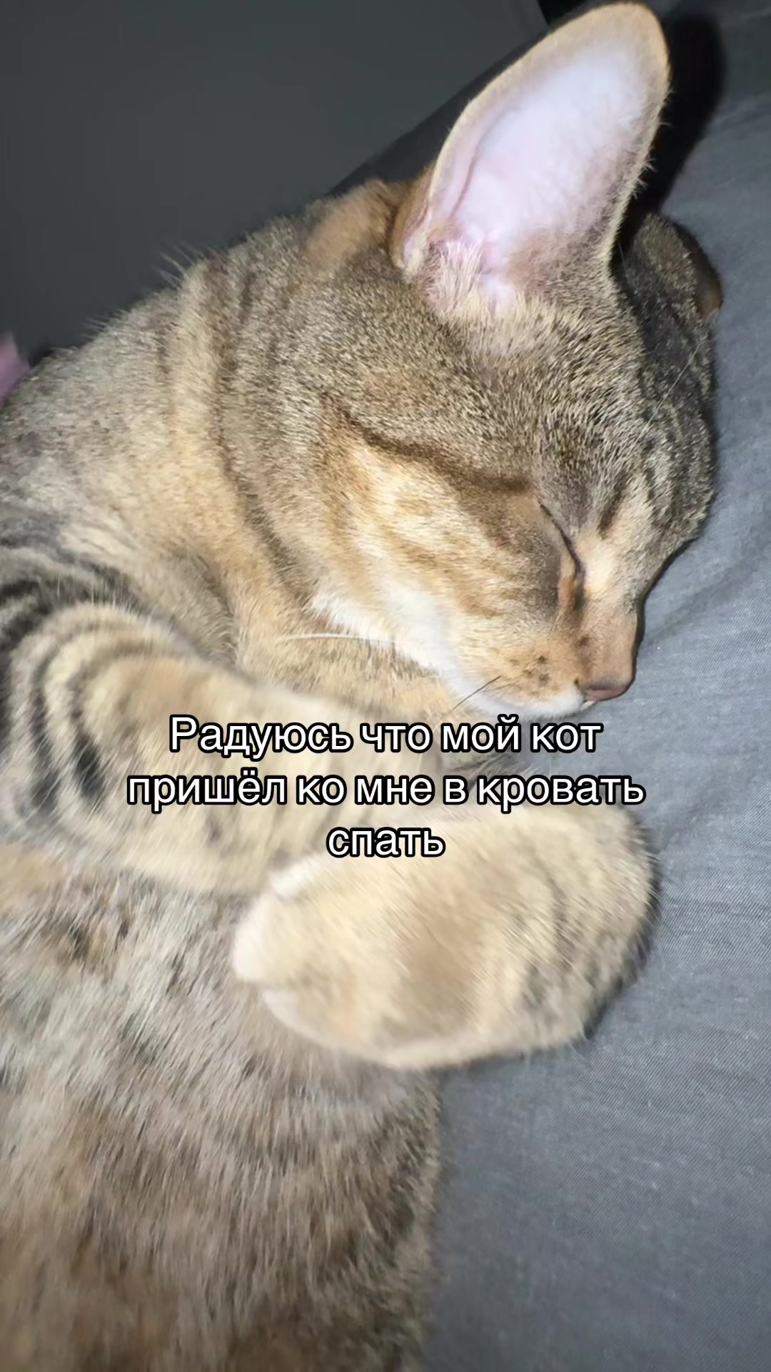 @Тгк: Sofiiamew5🪽