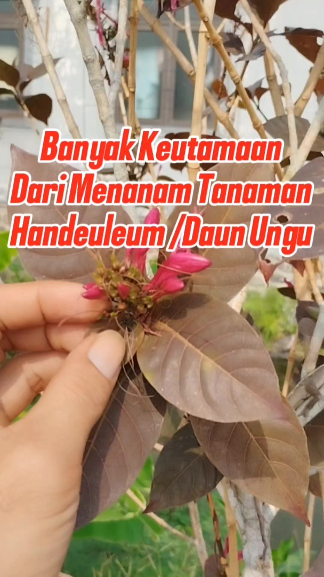@Bukit Farming