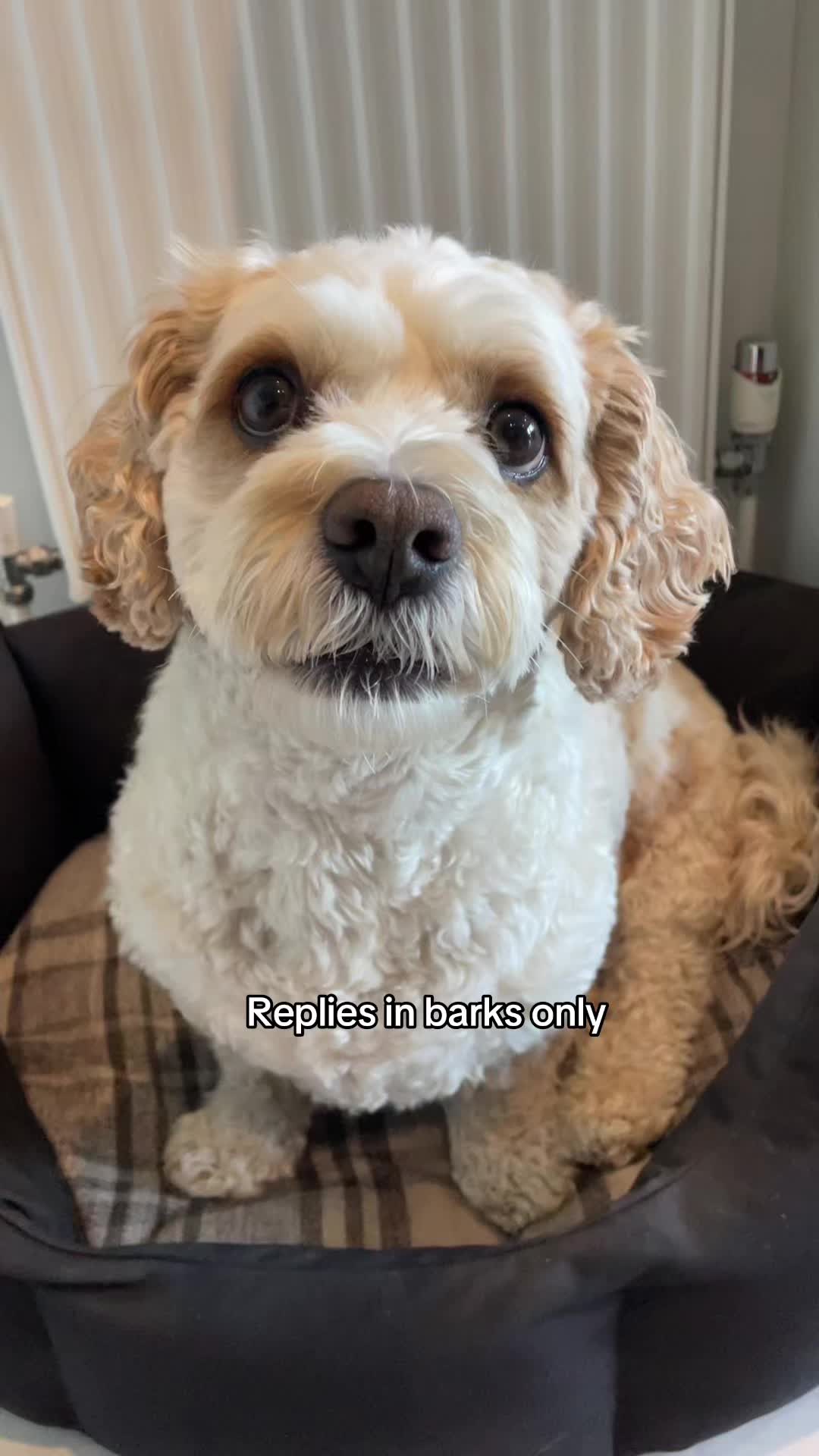 @My Cavachon