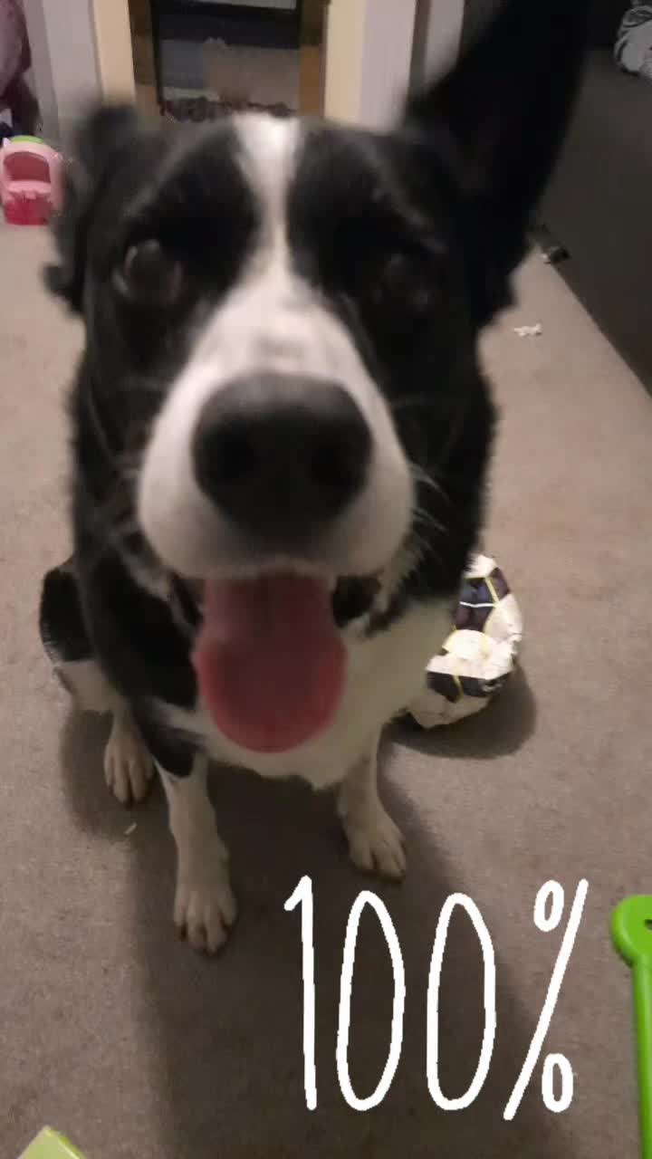@Bordercollies Anonymous Club