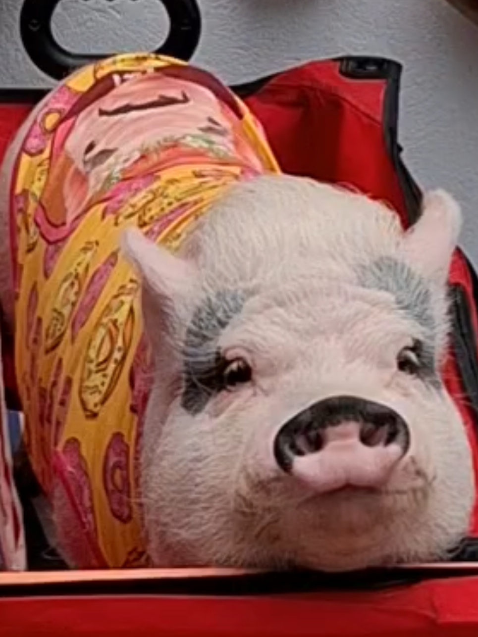 @🐷Ibi.pig🐷