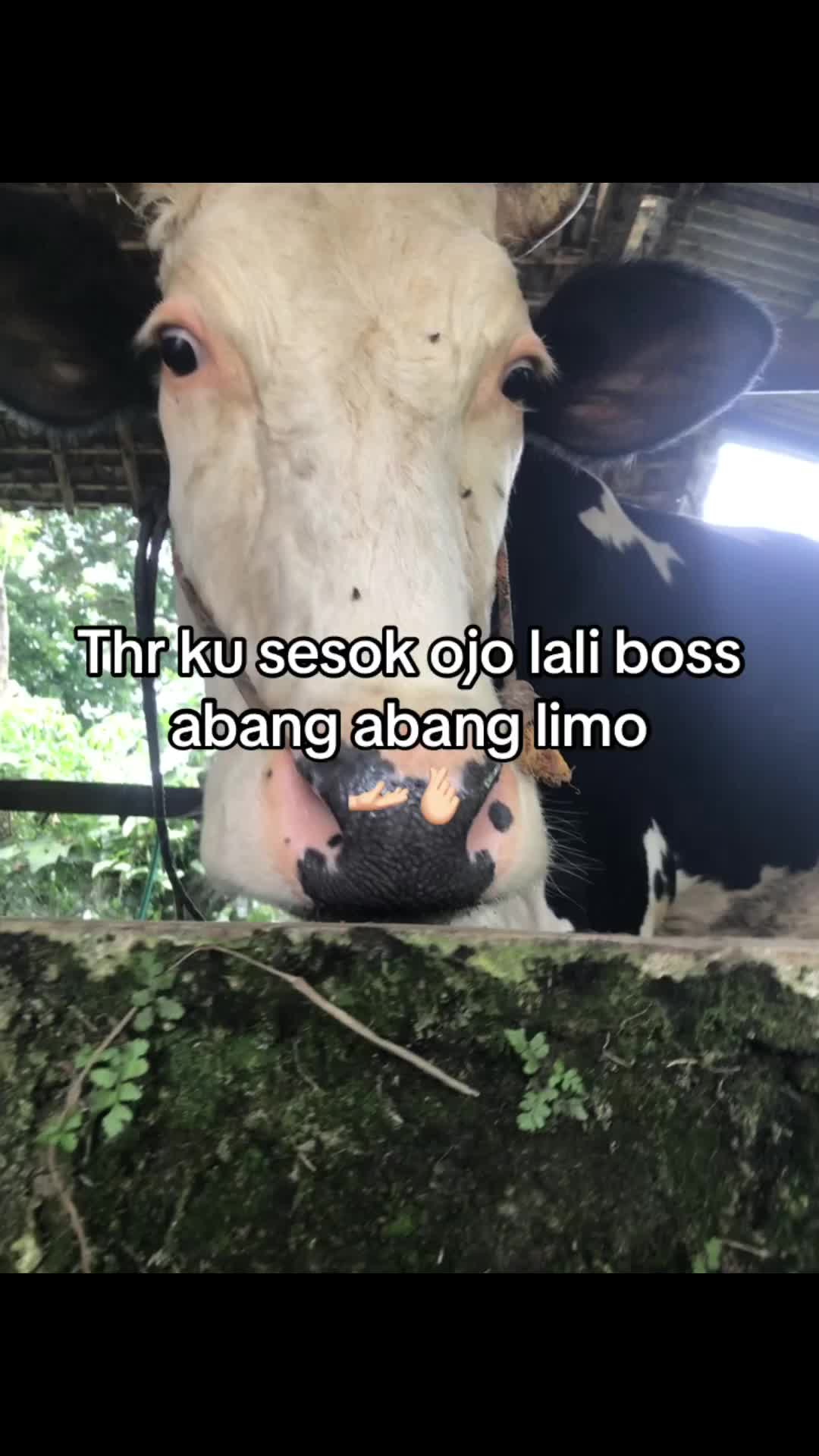 @LlaAv4