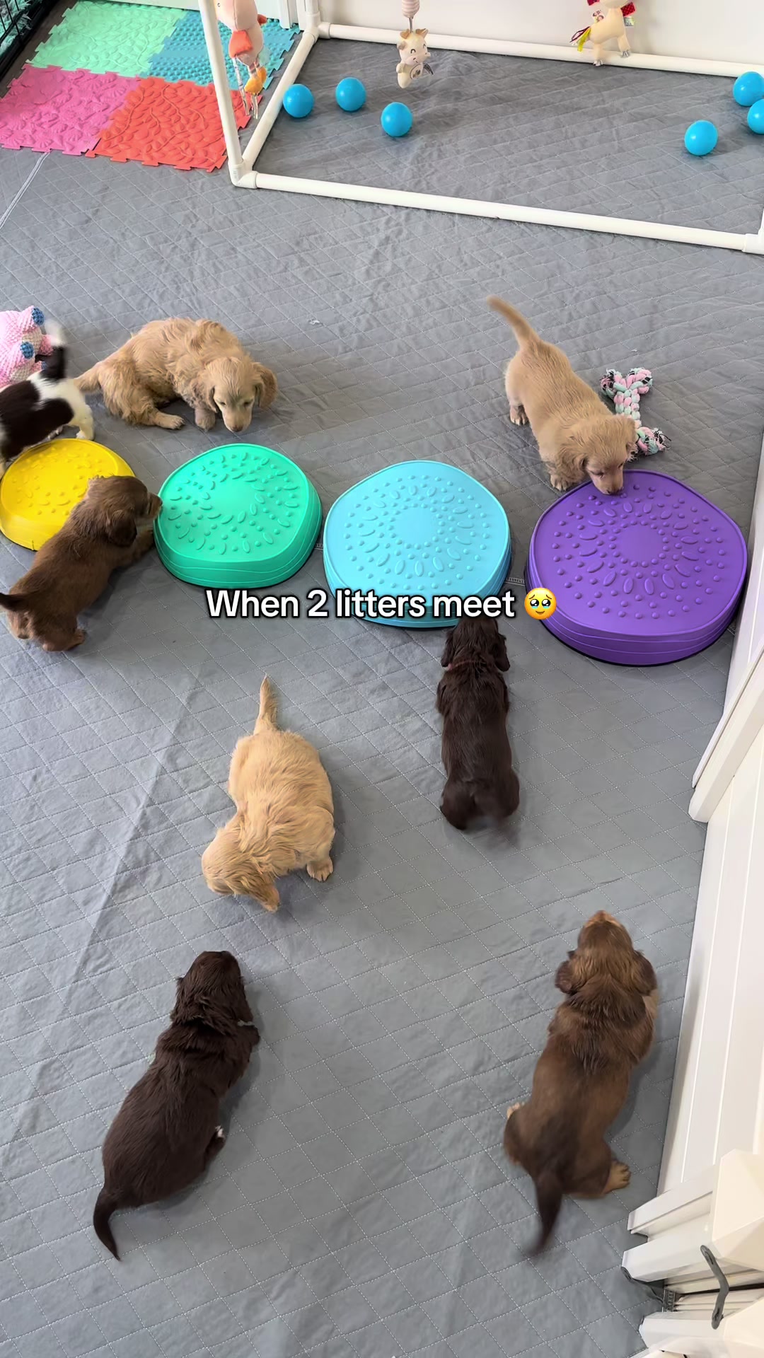 @Dachshund Dynasty