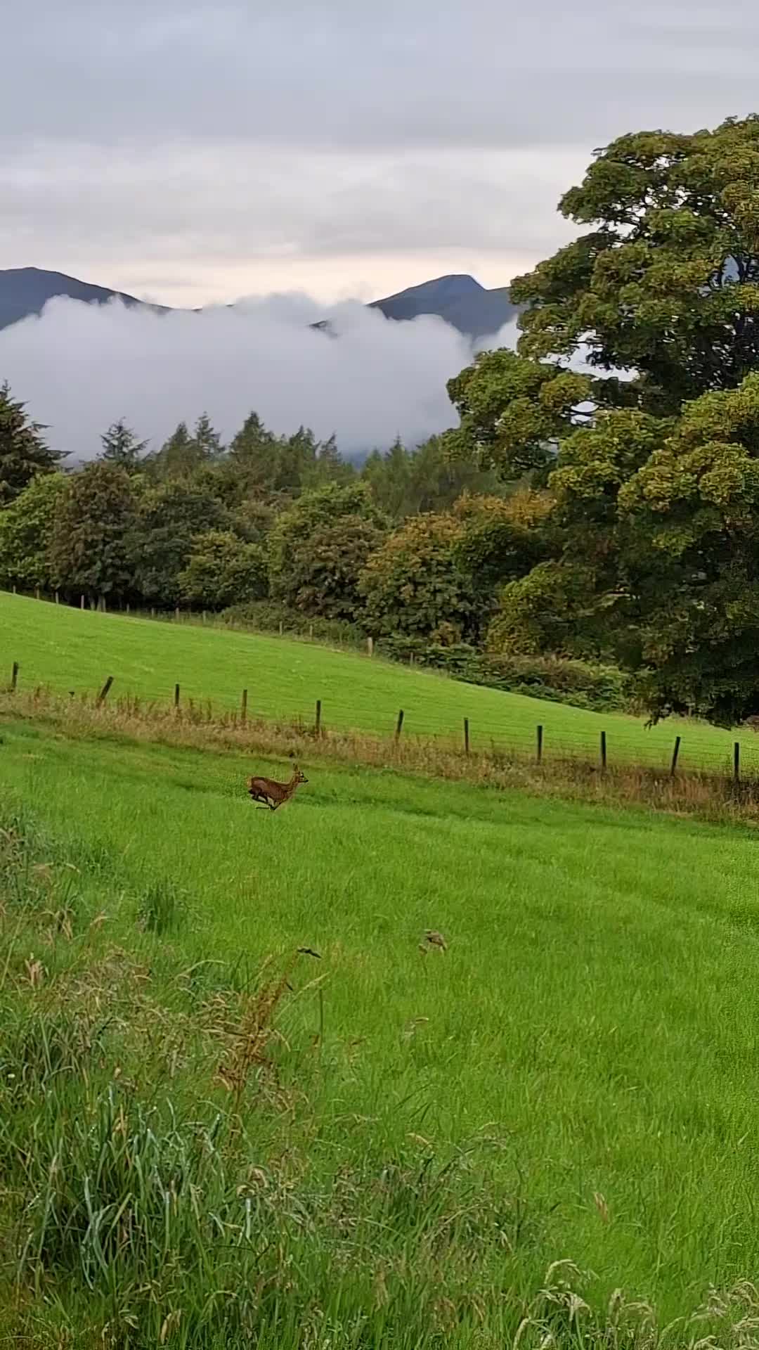 @GingerMountainMan