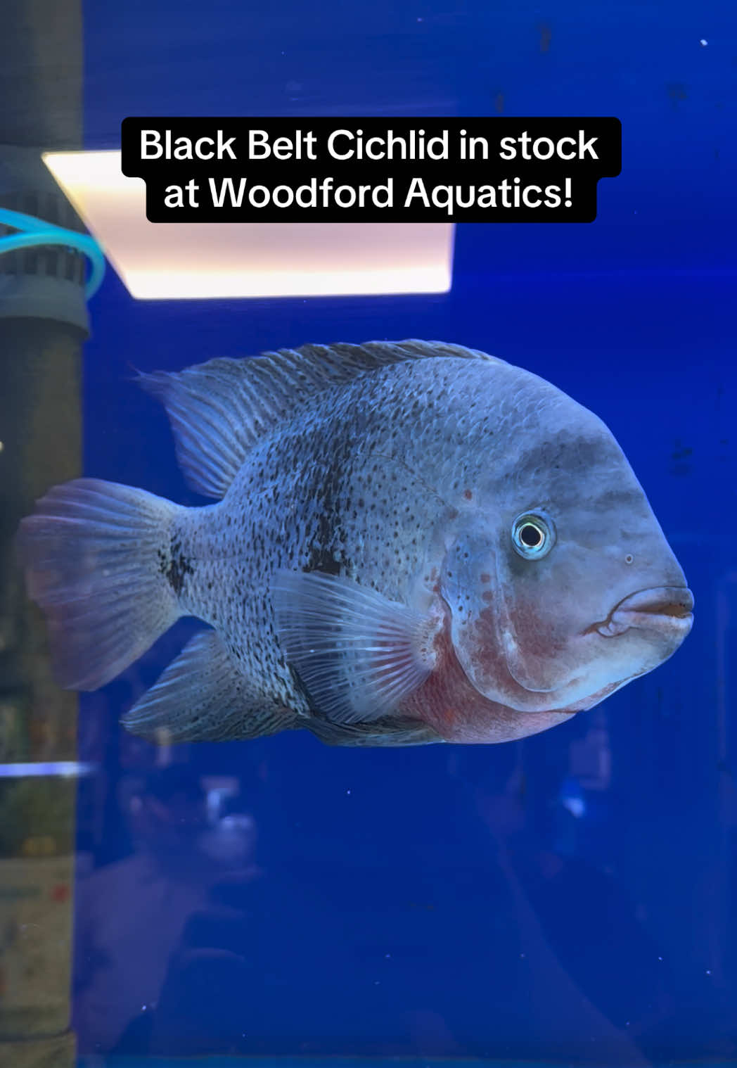@Woodford Aquatics